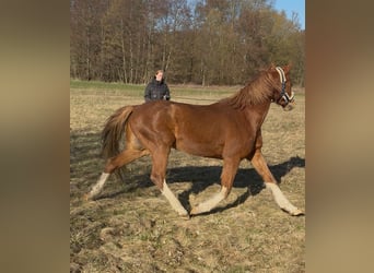 Pony tedesco, Castrone, 9 Anni, 154 cm, Sauro