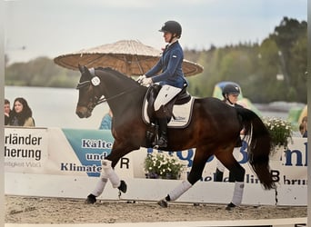 Pony tedesco, Castrone, 9 Anni, 155 cm, Baio scuro