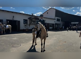 Pony tedesco, Giumenta, 10 Anni, 139 cm, Falbo