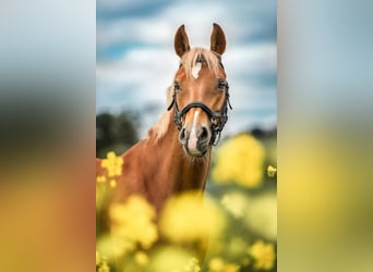 Pony tedesco, Giumenta, 10 Anni, 140 cm, Sauro
