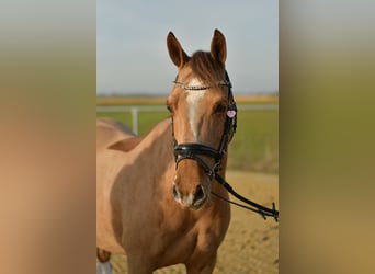 Pony tedesco, Giumenta, 10 Anni, 140 cm, Sauro