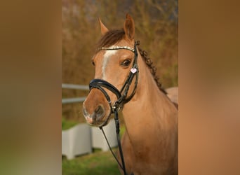 Pony tedesco, Giumenta, 10 Anni, 140 cm, Sauro