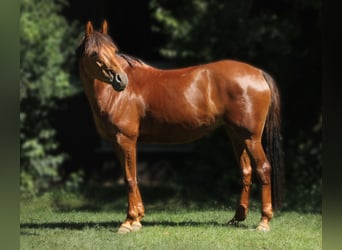 Pony tedesco, Giumenta, 10 Anni, 142 cm, Sauro