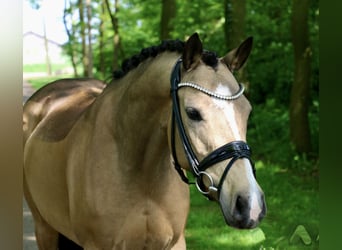 Pony tedesco, Giumenta, 10 Anni, 145 cm, Falbo