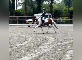 Pony tedesco, Giumenta, 10 Anni, 145 cm, Pezzato