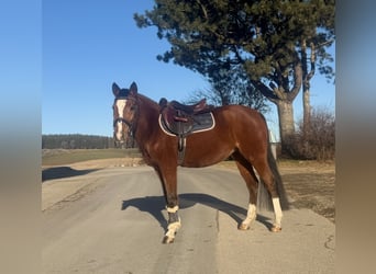 Pony tedesco, Giumenta, 10 Anni, 146 cm, Baio