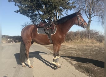 Pony tedesco, Giumenta, 10 Anni, 146 cm, Baio