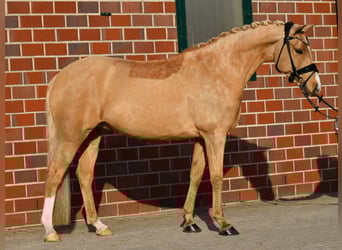Pony tedesco, Giumenta, 10 Anni, 146 cm, Palomino