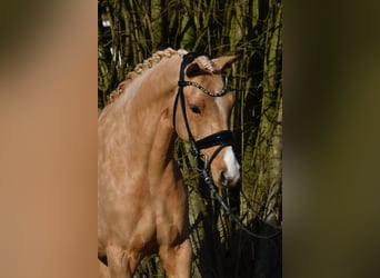 Pony tedesco, Giumenta, 10 Anni, 146 cm, Palomino