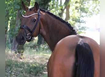 Pony tedesco, Giumenta, 10 Anni, 147 cm, Baio