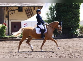 Pony tedesco, Giumenta, 10 Anni, 147 cm, Palomino