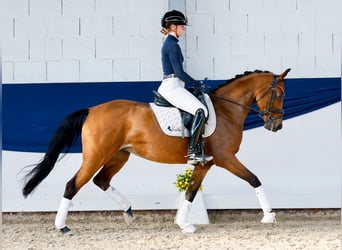 Pony tedesco, Giumenta, 10 Anni, 148 cm, Baio