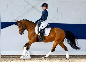 Pony tedesco, Giumenta, 10 Anni, 148 cm, Baio