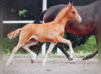 Pony tedesco, Giumenta, 10 Anni, 148 cm, Baio