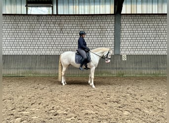 Pony tedesco, Giumenta, 10 Anni, 148 cm, Cremello