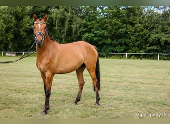 Pony tedesco, Giumenta, 10 Anni, 148 cm, Falbo
