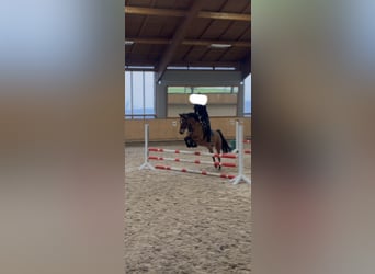 Pony tedesco, Giumenta, 10 Anni, 148 cm, Falbo
