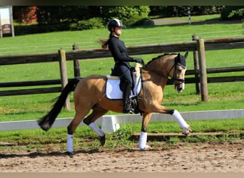 Pony tedesco, Giumenta, 10 Anni, 148 cm, Falbo