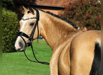 Pony tedesco, Giumenta, 10 Anni, 148 cm, Falbo