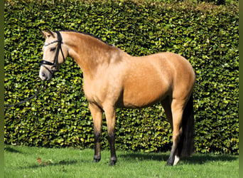 Pony tedesco, Giumenta, 10 Anni, 148 cm, Falbo