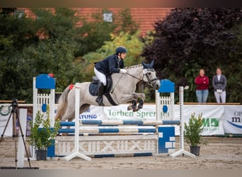 Pony tedesco, Giumenta, 10 Anni, 148 cm, Grigio