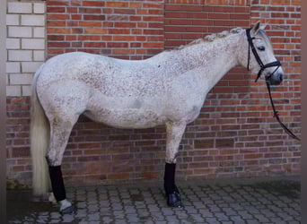 Pony tedesco, Giumenta, 10 Anni, 148 cm, Grigio