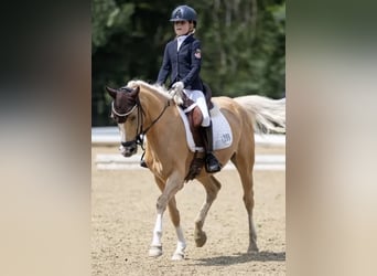 Pony tedesco, Giumenta, 10 Anni, 148 cm, Palomino