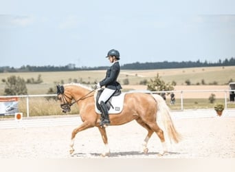 Pony tedesco, Giumenta, 10 Anni, 148 cm, Palomino