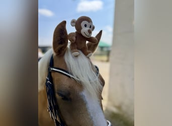 Pony tedesco, Giumenta, 10 Anni, 148 cm, Palomino