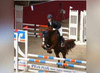 Pony tedesco, Giumenta, 10 Anni, 148 cm, Sauro