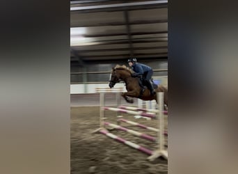 Pony tedesco, Giumenta, 10 Anni, 148 cm, Sauro