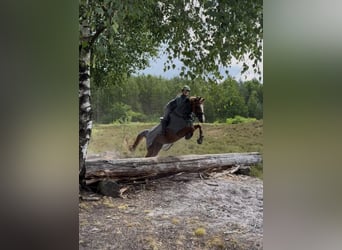 Pony tedesco, Giumenta, 10 Anni, 148 cm, Sauro