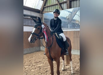 Pony tedesco, Giumenta, 10 Anni, 148 cm, Sauro