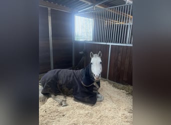 Pony tedesco, Giumenta, 10 Anni, 149 cm, Grigio