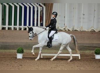 Pony tedesco, Giumenta, 10 Anni, 149 cm, Grigio