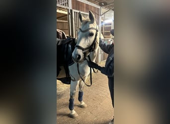 Pony tedesco, Giumenta, 10 Anni, 149 cm, Grigio