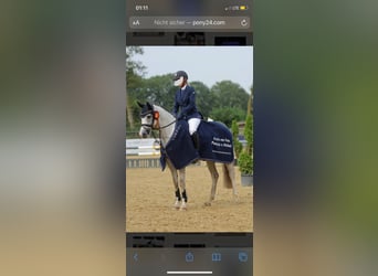 Pony tedesco, Giumenta, 10 Anni, 149 cm, Grigio