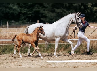 Pony tedesco, Giumenta, 10 Anni, 149 cm, Grigio