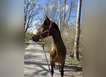 Pony tedesco, Giumenta, 10 Anni, 156 cm, Baio