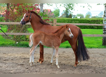 Pony tedesco, Giumenta, 11 Anni, 133 cm, Sauro