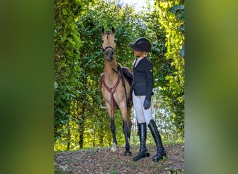 Pony tedesco, Giumenta, 11 Anni, 140 cm, Falbo
