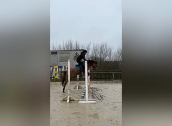 Pony tedesco, Giumenta, 11 Anni, 141 cm, Red dun