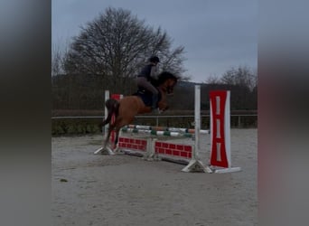 Pony tedesco, Giumenta, 11 Anni, 141 cm, Red dun