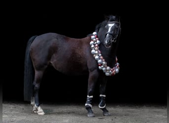 Pony tedesco, Giumenta, 11 Anni, 142 cm, Baio scuro