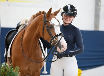 Pony tedesco, Giumenta, 11 Anni, 144 cm, Sauro