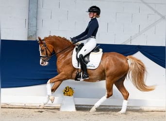 Pony tedesco, Giumenta, 11 Anni, 144 cm, Sauro