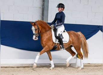 Pony tedesco, Giumenta, 11 Anni, 144 cm, Sauro