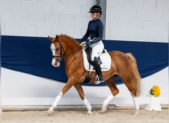 Pony tedesco, Giumenta, 11 Anni, 144 cm, Sauro