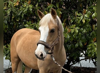 Pony tedesco, Giumenta, 11 Anni, 145 cm, Falbo
