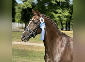 Pony tedesco, Giumenta, 11 Anni, 145 cm, Sauro scuro